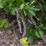 Clethera seed capsules