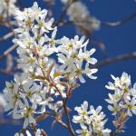 Amelanchier flower