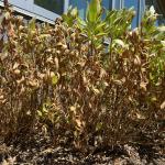 Heat and drought stress on Shasta daisy.