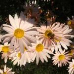 'Sheffield Pink' Chrysanthemum