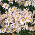 'Sheffield Pink' Chrysanthemum