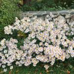 'Sheffield Pink' Chrysanthemum