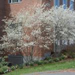 Shrub form serviceberry