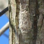 Spotted lanternfly egg mass; Source: MDAR staff