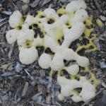 Slime Mold (Robert Wick)