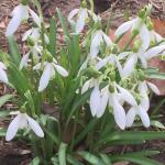 Snowdrops (Galanthus)