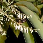 Sourwood (Oxydendrum arboreum) flower. Photo: Virginia Tech Dept. of Forest Resources and Environmental Conservation