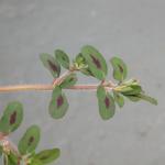 Spotted spurge leaf close up.