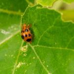 A bronze colored round beetle