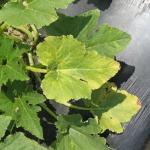 A yellowing squash leaf.