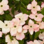 Cornus x rutgersensis Stellar Pink®