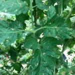 Small gray lesions with no yellow halo on tomato leaves. 