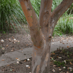 Stewart pseduocamelia bark