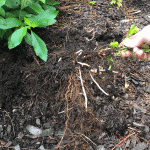 Clethera spreading by stolons