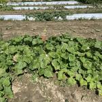 A picture of a plot of cucumbers on white plastic