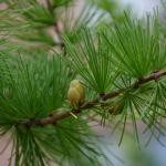 Tamarack leaves