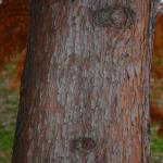 Taxodium bark