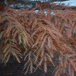 Taxodium foliage