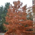 Taxodium form