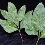 Tobacco rattle virus on peony. Photo: A. Madeiras