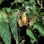 Yellow-brown spots and streaks on tomato leaves