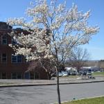 Tree form serviceberry