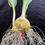 Symptoms of Fusarium Bulb Rot of tulips