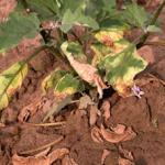 Verticillium wilt on eggplant (Photo credit Rob Wick)