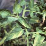 Verticillium wilt symptoms on tomato (Photo credit Rob Wick)