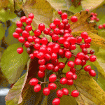 Viburnum dilatatum