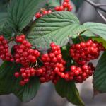 Viburnum fruit