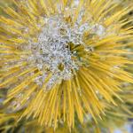 Pinus sylvestris ‘Moseri’