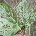 A viburnum leaf being skeletonized by the larvae of the viburnum leaf beetle on 5/29/19 in Amherst, MA. At least 7 larvae can be counted on this single leaf. (Photo: Tawny Simisky)