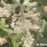 A watermelon leaf with white-bronze injury.