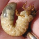 White grub (M. Owen)