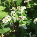 A beneficial syrphid fly foraging on a buckwheat flower, Photo: UMass Extension Vegetable Program