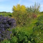 A native hedgerow planted on a field margin. Photo: Xerces Society / Jessa Kay Cruz