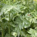 Wild parsnip leaf