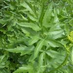 Wild parsnip leaf