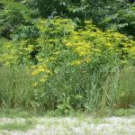 Wild parsnip