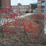 Ilex verticillata winter habit