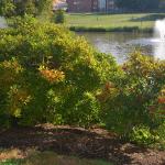 Ilex verticillata early fall