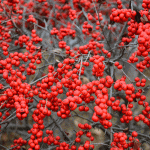 Ilex verticillata berries