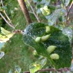 Galls on American witch-hazel