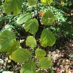 American witch-hazel leaves