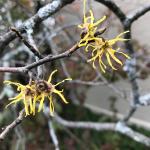 American witch-hazel flower