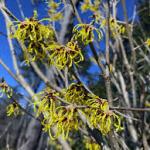 Witchhazel (Hamamelis virginiana)