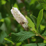 Clethera visited by bee