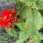 Xanthomonas on zinnia