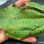 Xanthomonas on zinnia closeup